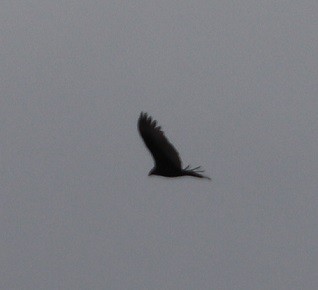 Turkey Vulture - ML644098932