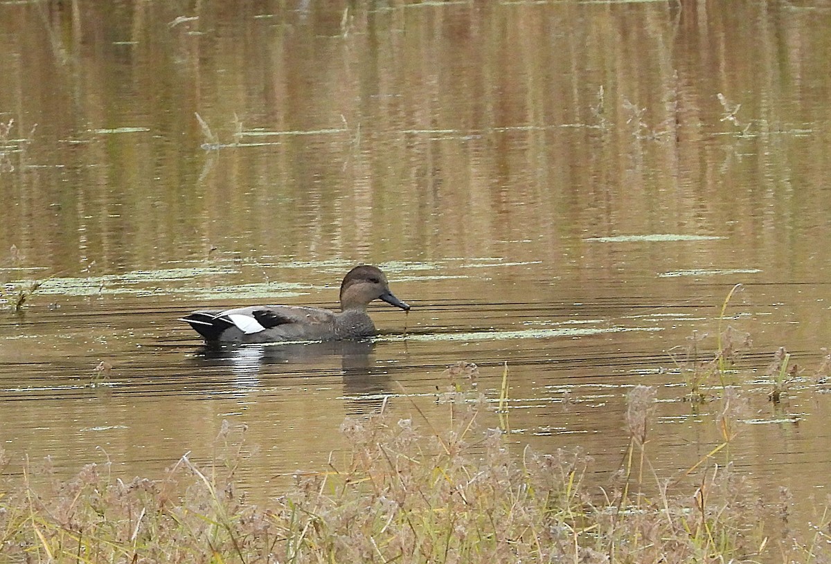 Gadwall - ML644098933