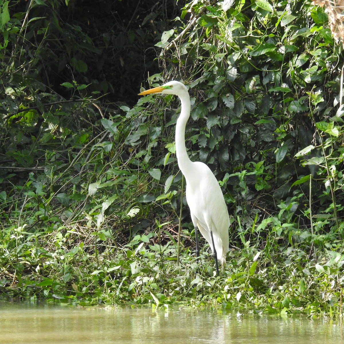 Grande Aigrette - ML644098938