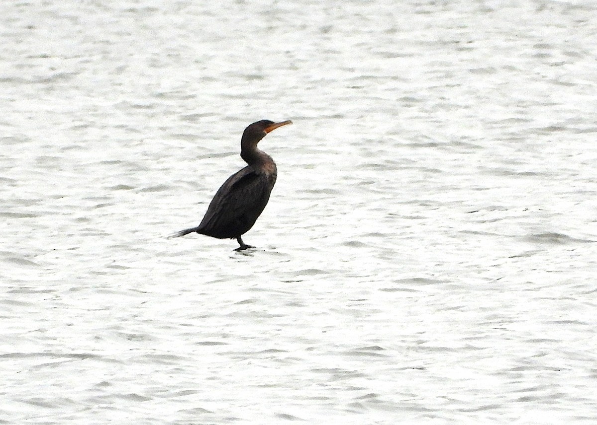 Double-crested Cormorant - ML644098941