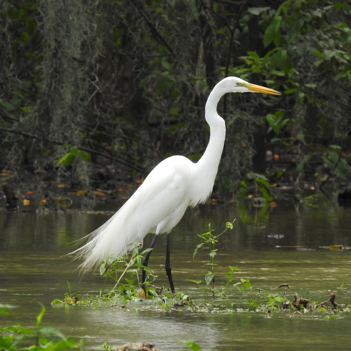 Grande Aigrette - ML644098944
