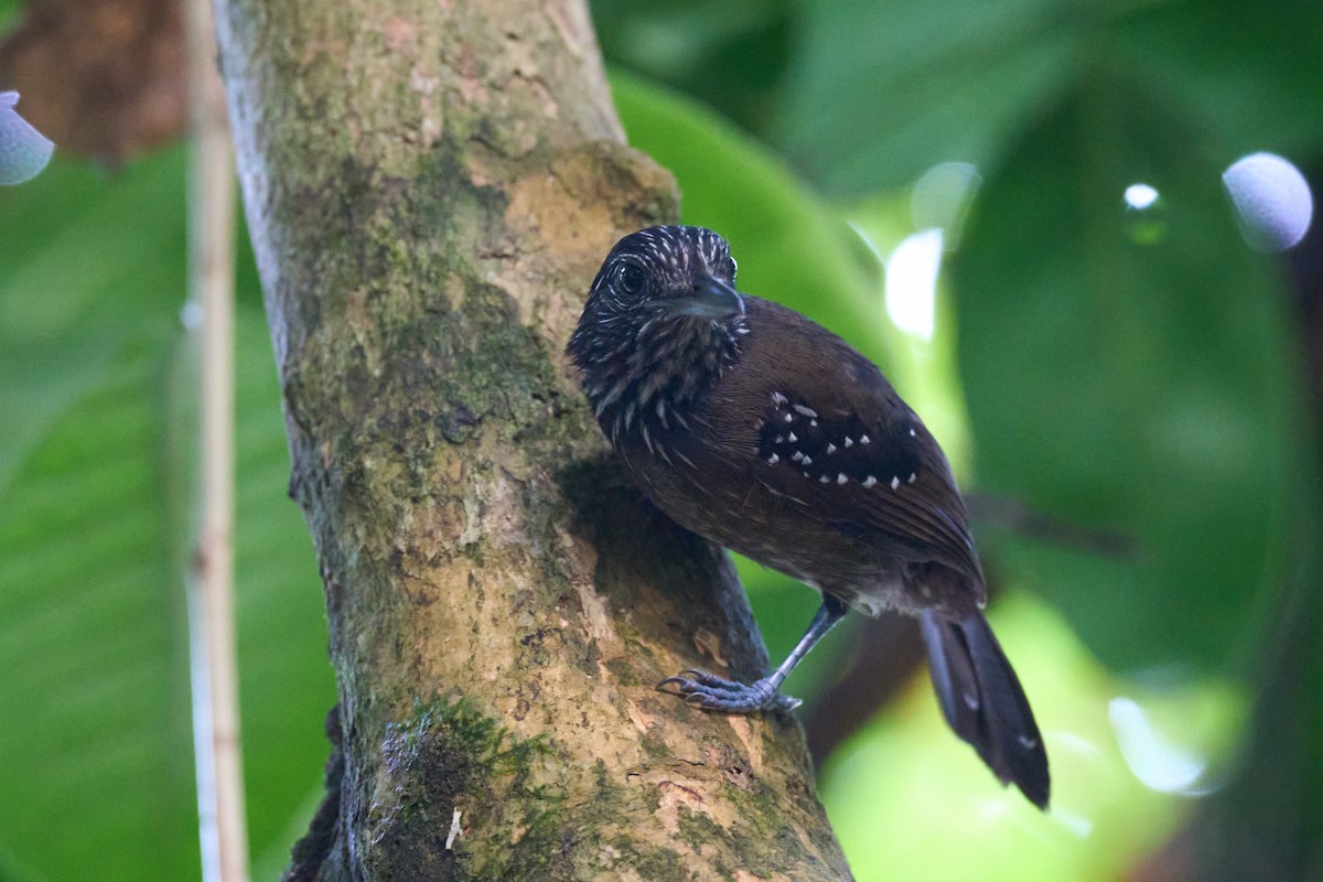 Black-hooded Antshrike - ML644098951