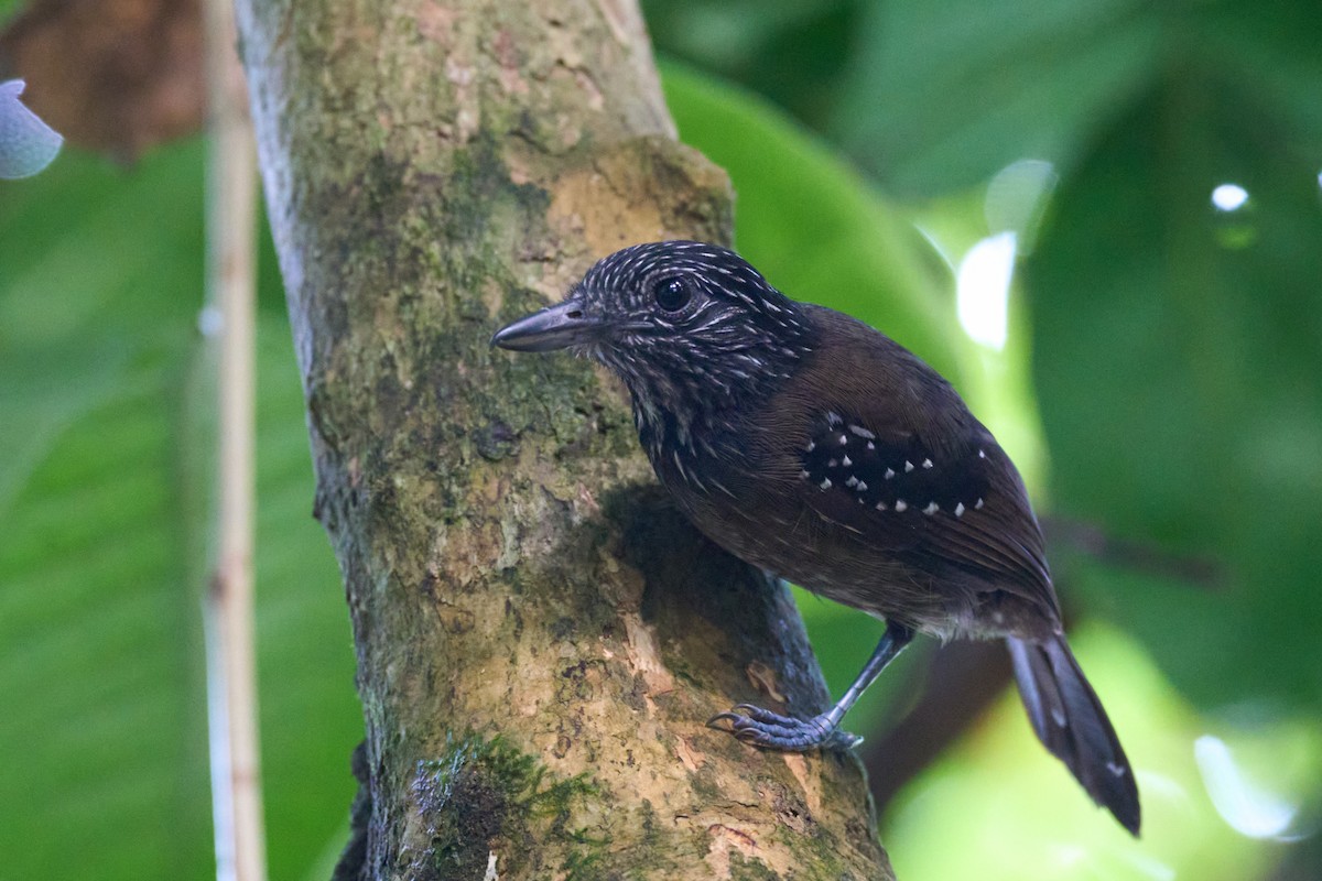 Black-hooded Antshrike - ML644098952