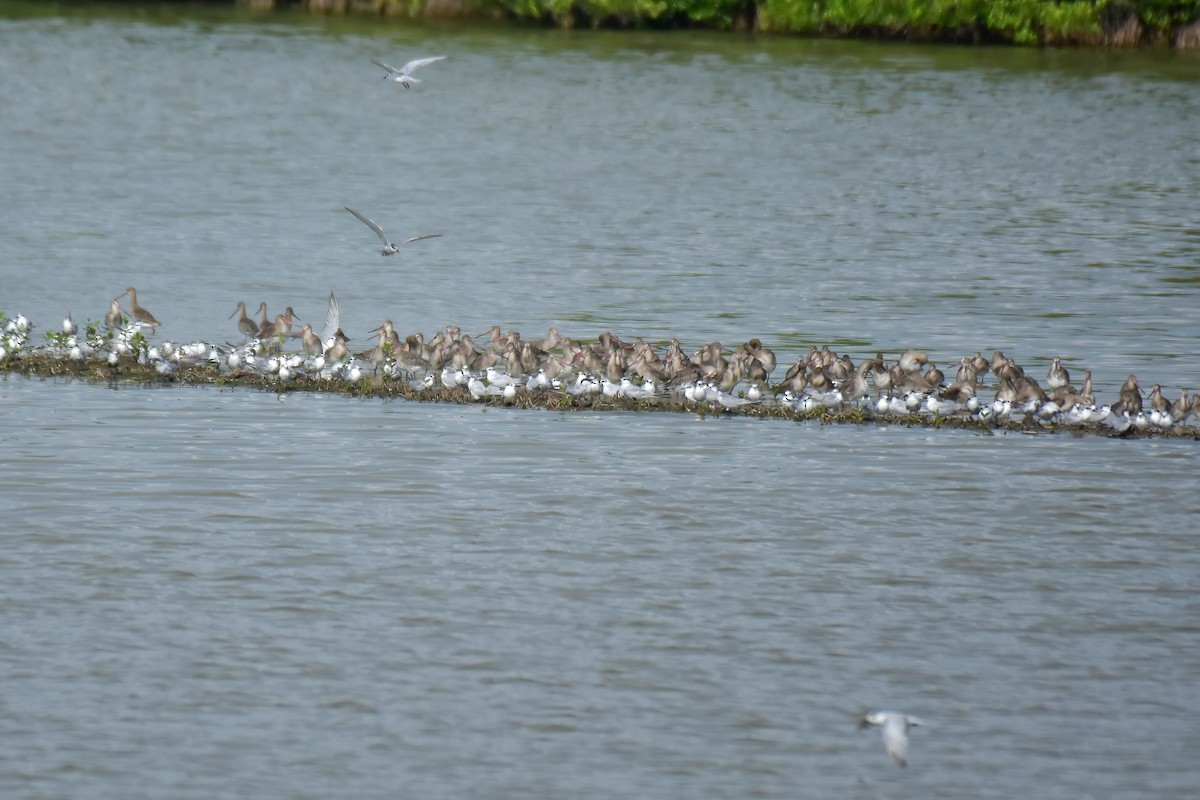 Black-tailed Godwit - ML644098954