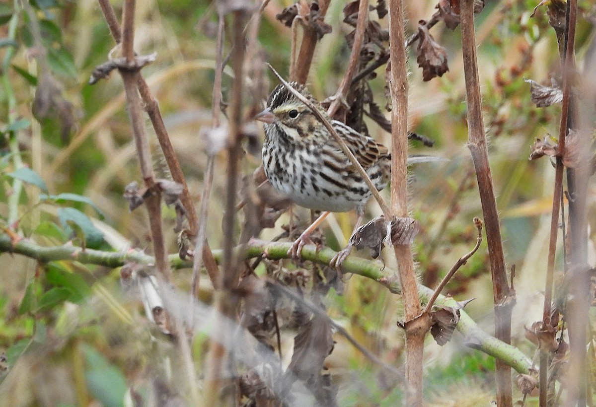 Savannah Sparrow - ML644098960