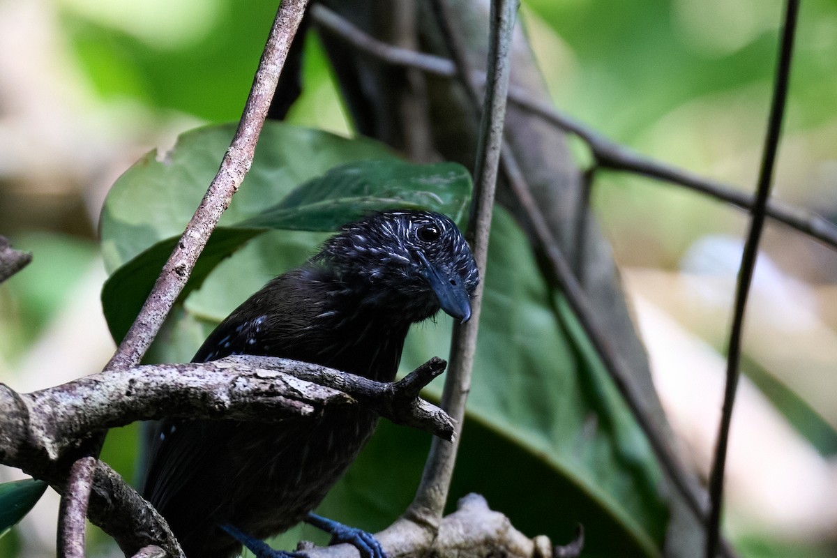 Black-hooded Antshrike - ML644098969