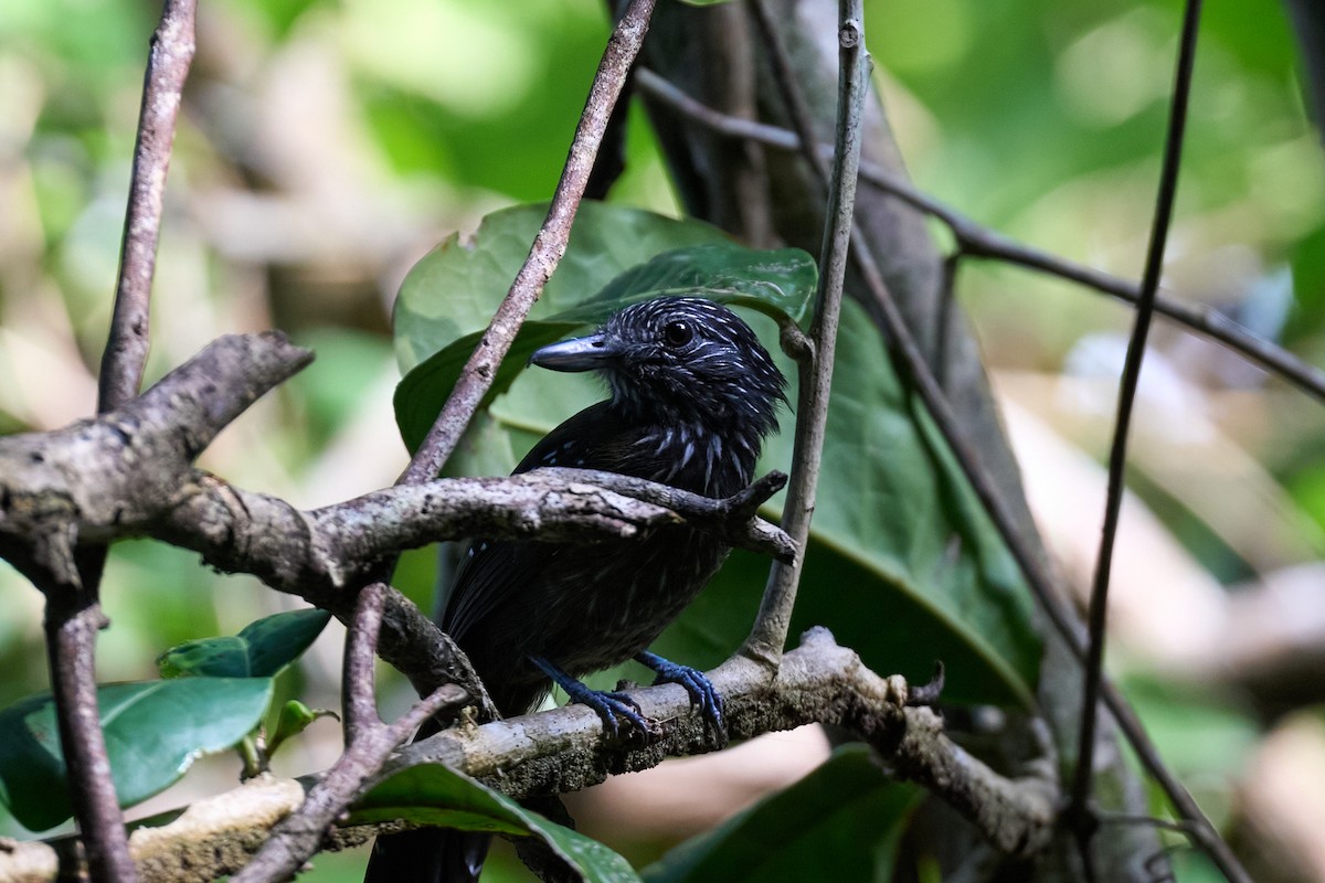 Black-hooded Antshrike - ML644098970