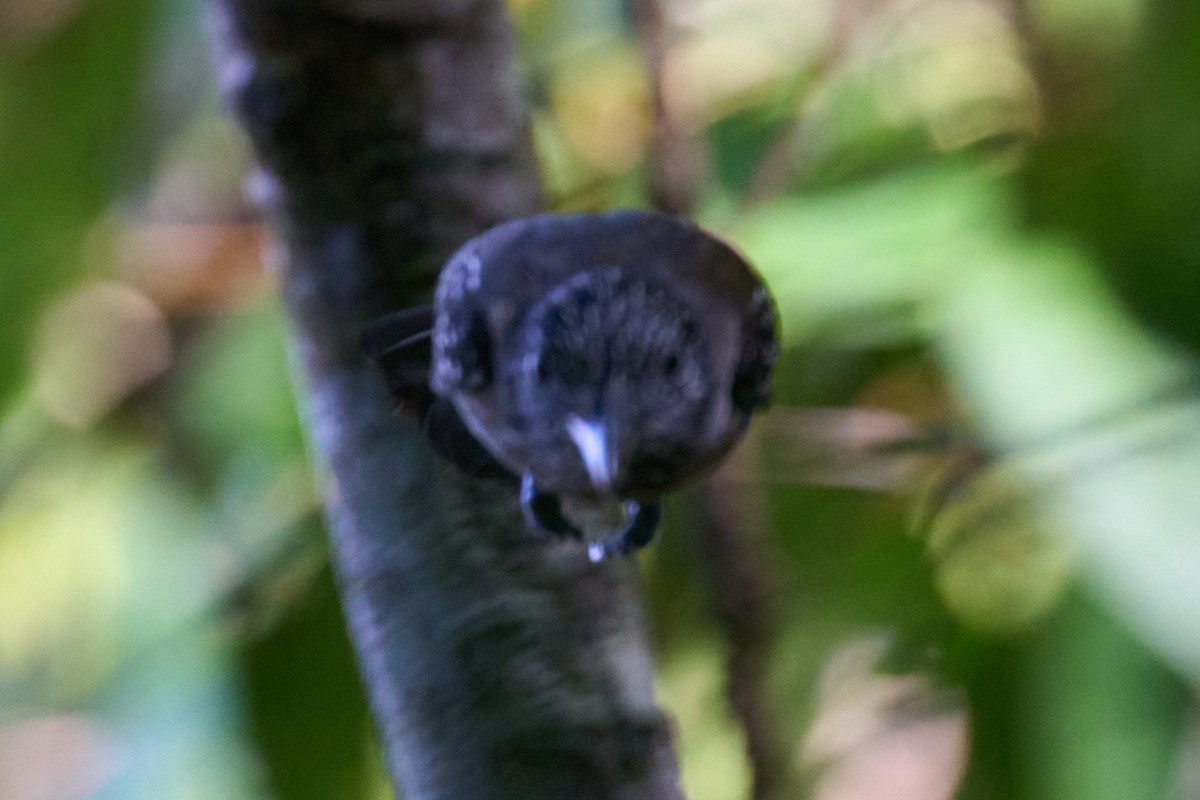 Black-hooded Antshrike - ML644098971