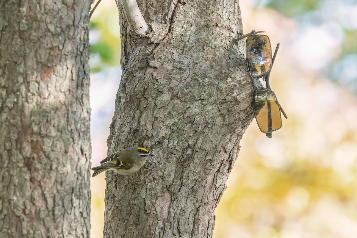 Golden-crowned Kinglet - ML644098972