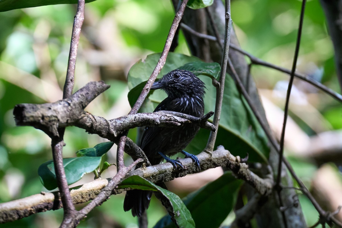 Black-hooded Antshrike - ML644098973