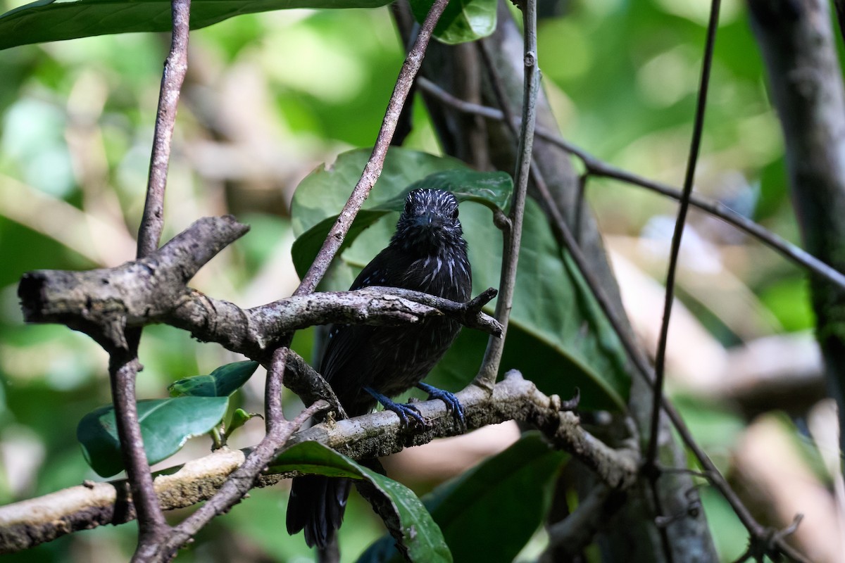 Black-hooded Antshrike - ML644098974