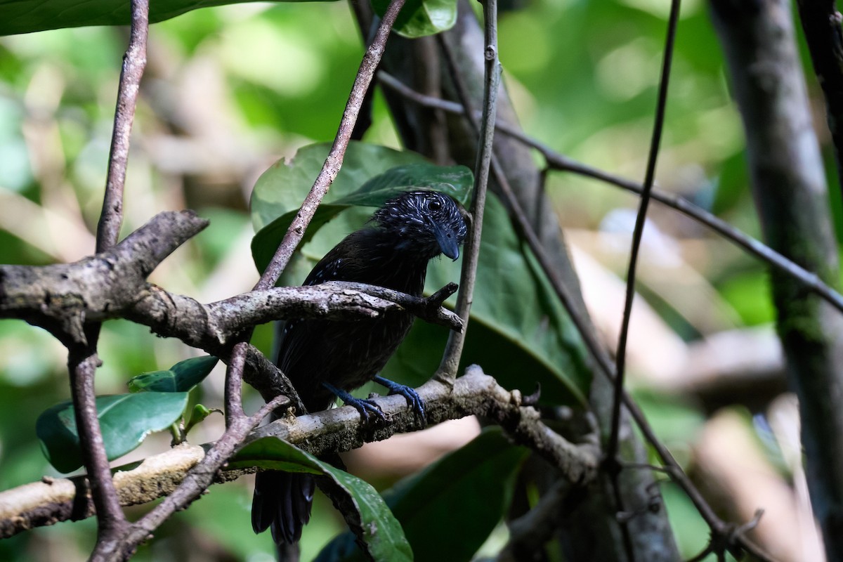 Black-hooded Antshrike - ML644098975