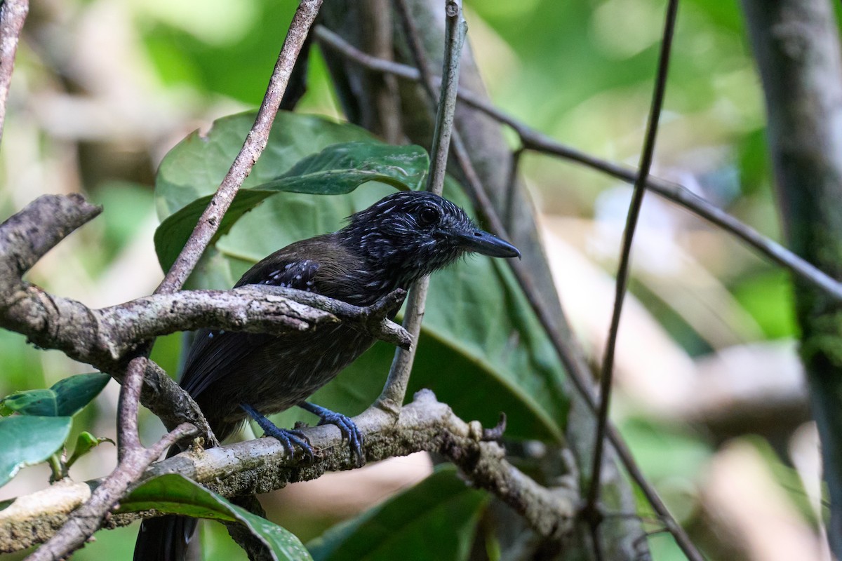Black-hooded Antshrike - ML644098979