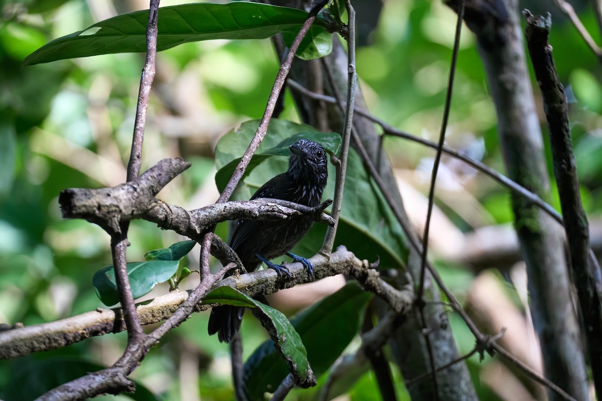 Black-hooded Antshrike - ML644098980