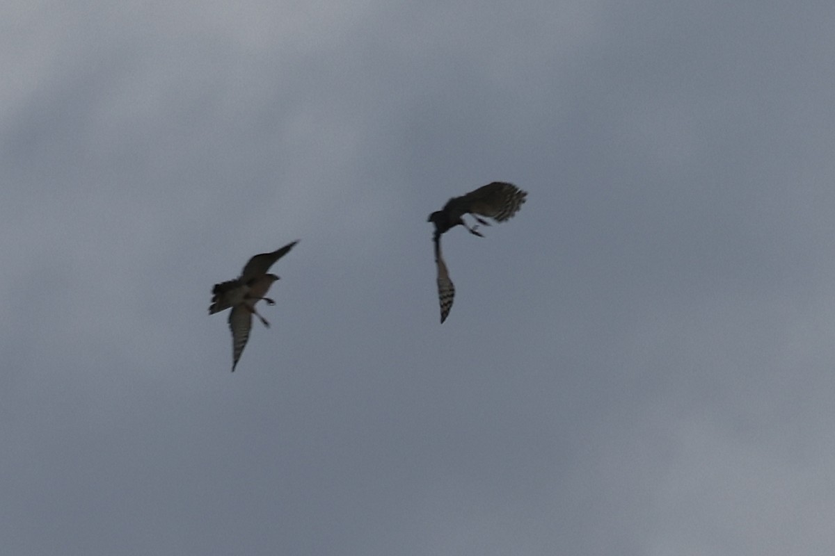 Cooper's Hawk - Joe Gyekis