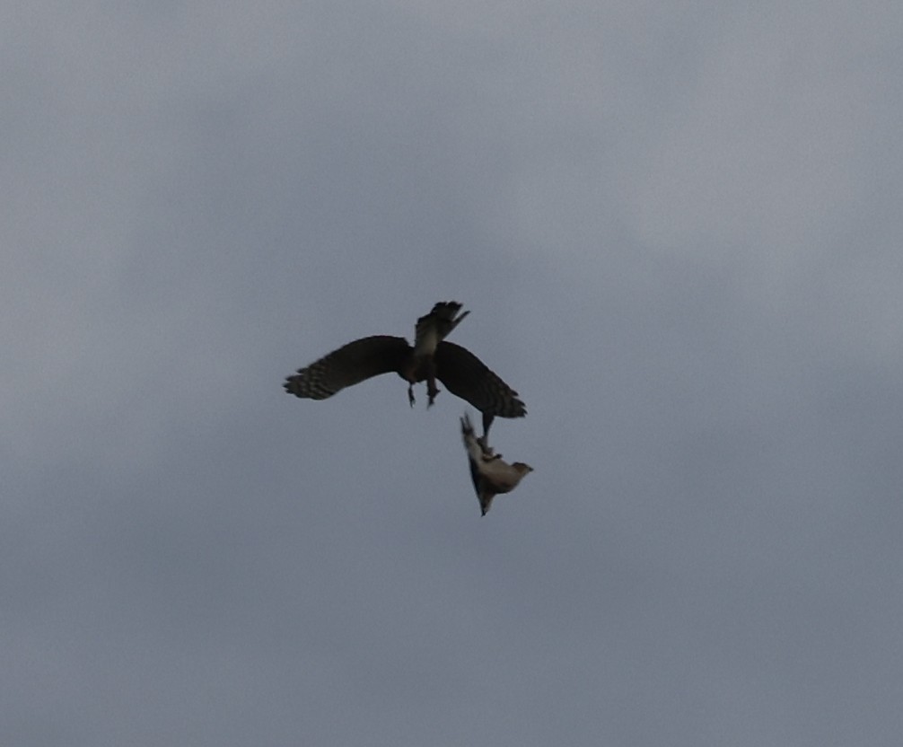 Cooper's Hawk - Joe Gyekis