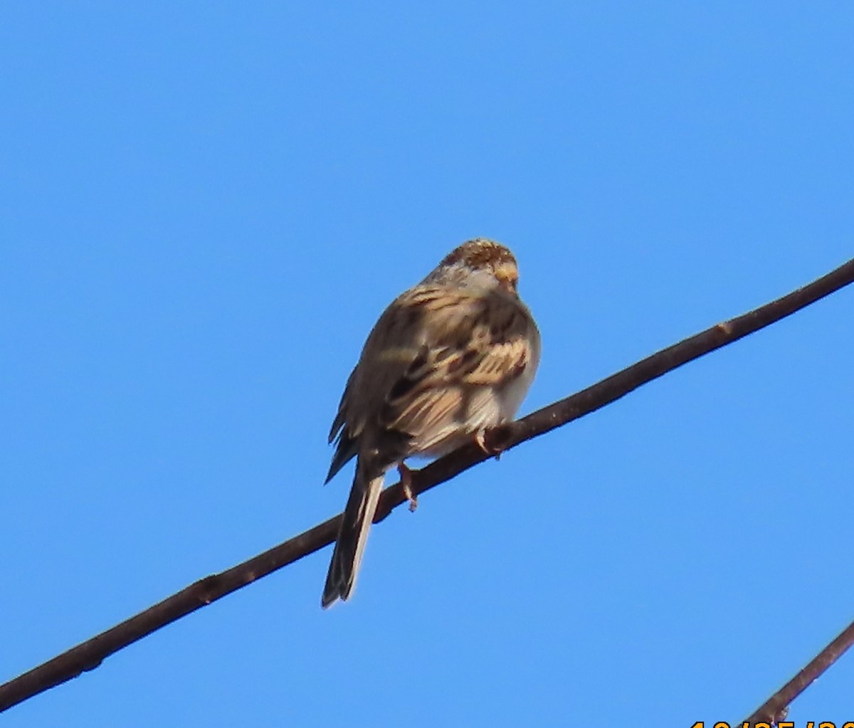 Clay-colored Sparrow - ML644098987