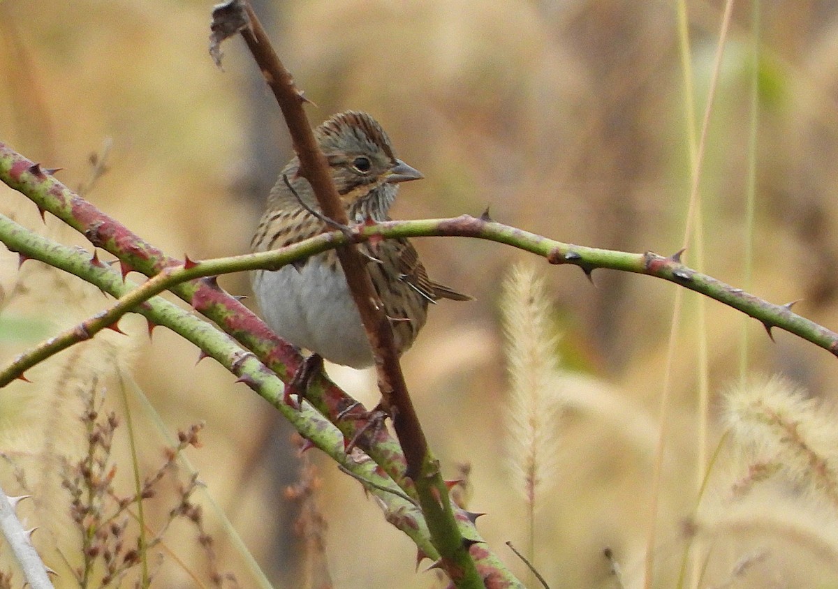 Lincoln's Sparrow - ML644098991