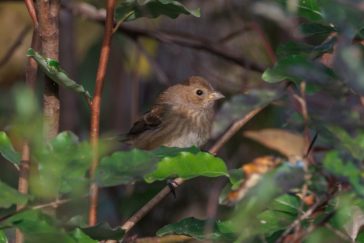 Indigo Bunting - ML644098992
