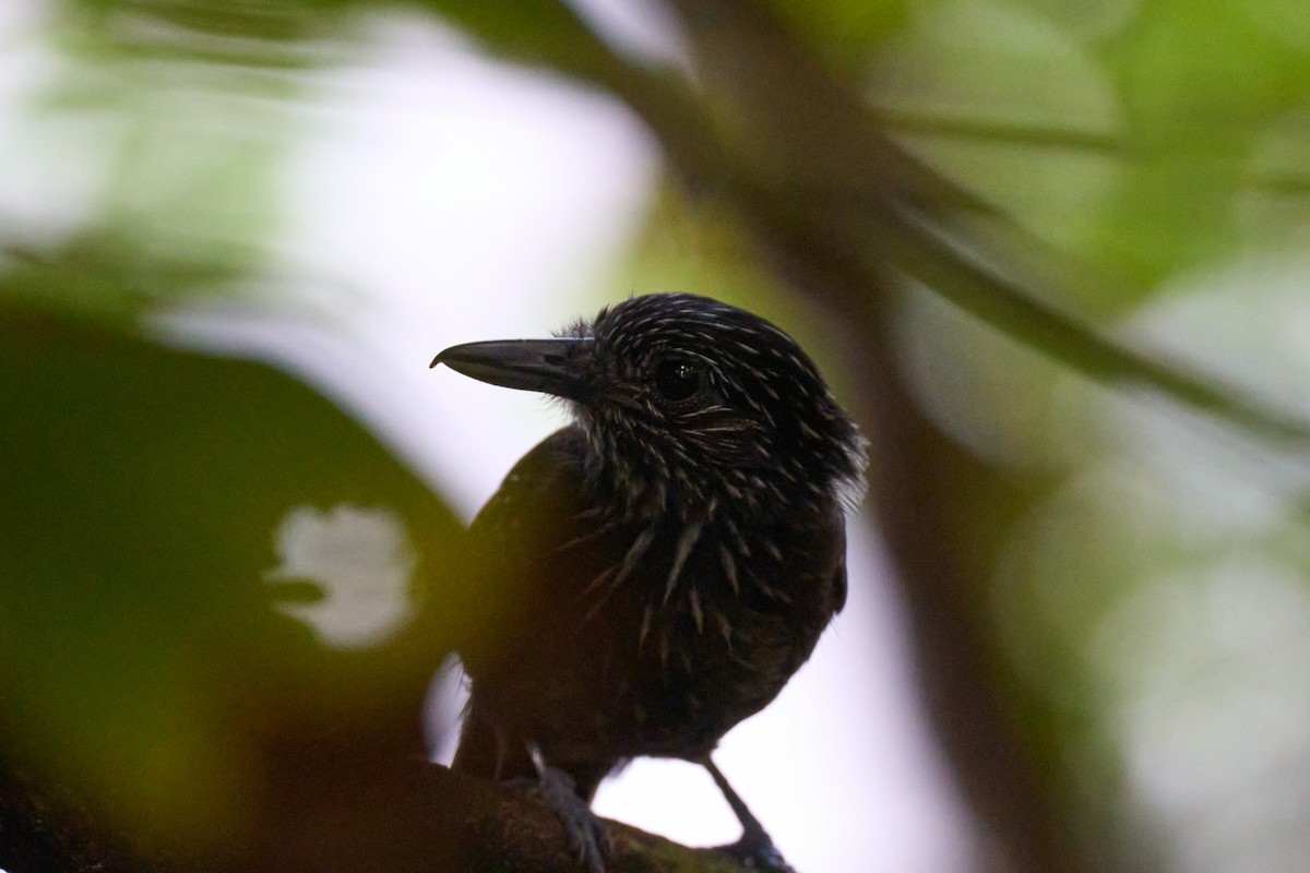 Black-hooded Antshrike - ML644098994