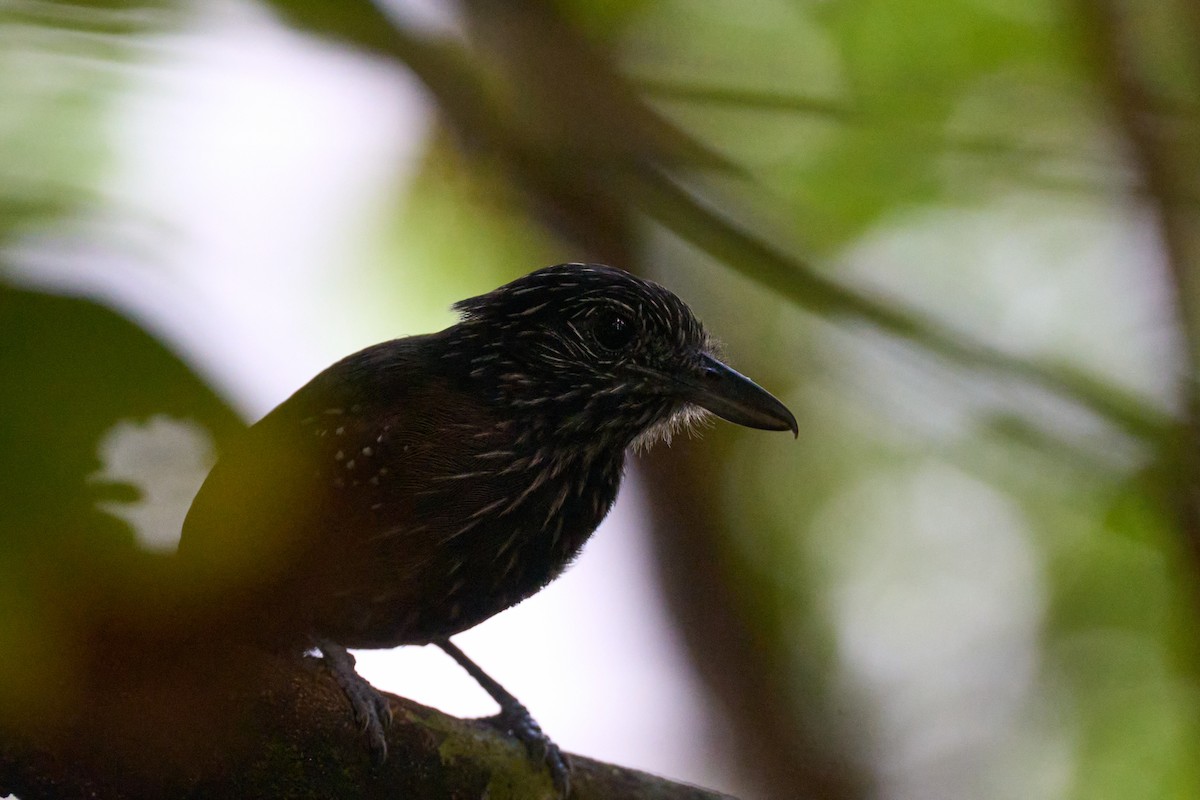 Black-hooded Antshrike - ML644098995