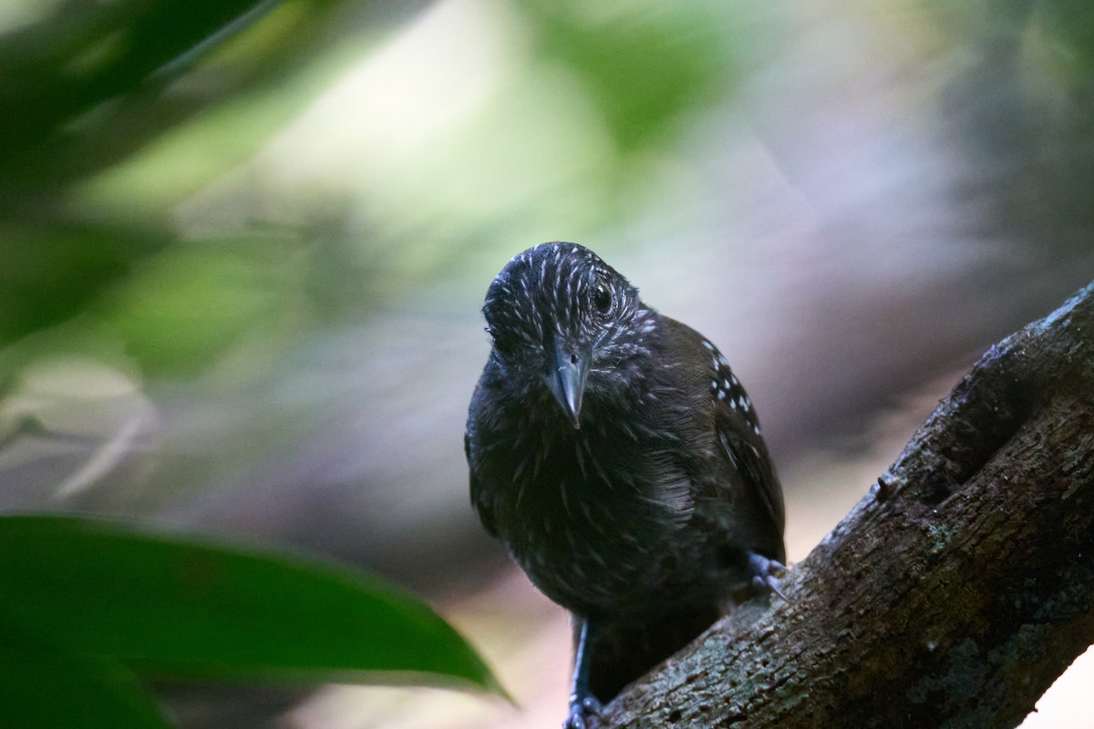 Black-hooded Antshrike - ML644098996