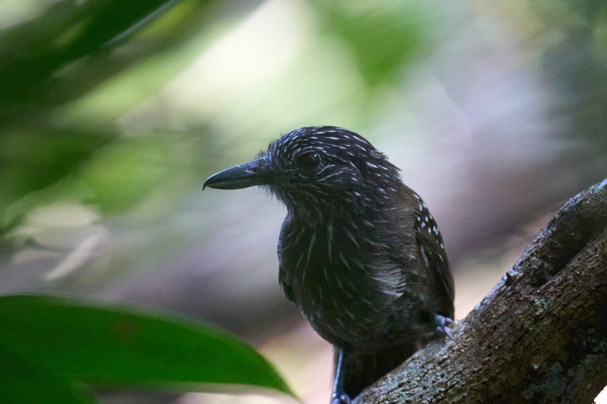 Black-hooded Antshrike - ML644098997