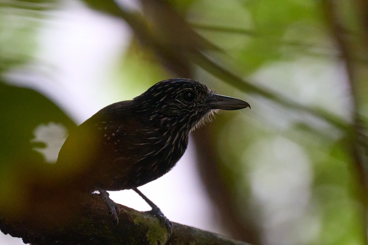 Black-hooded Antshrike - ML644098998