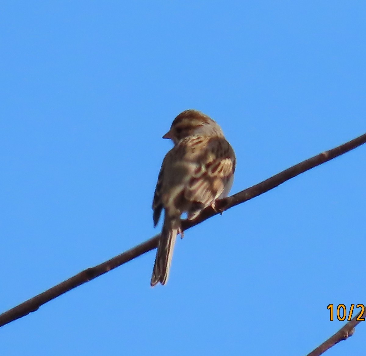 Clay-colored Sparrow - ML644099006
