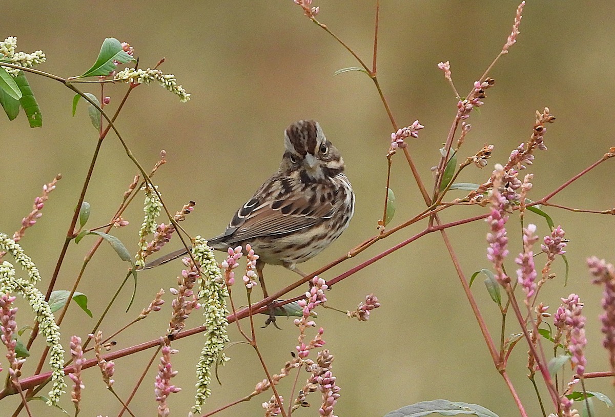 Song Sparrow - ML644099015