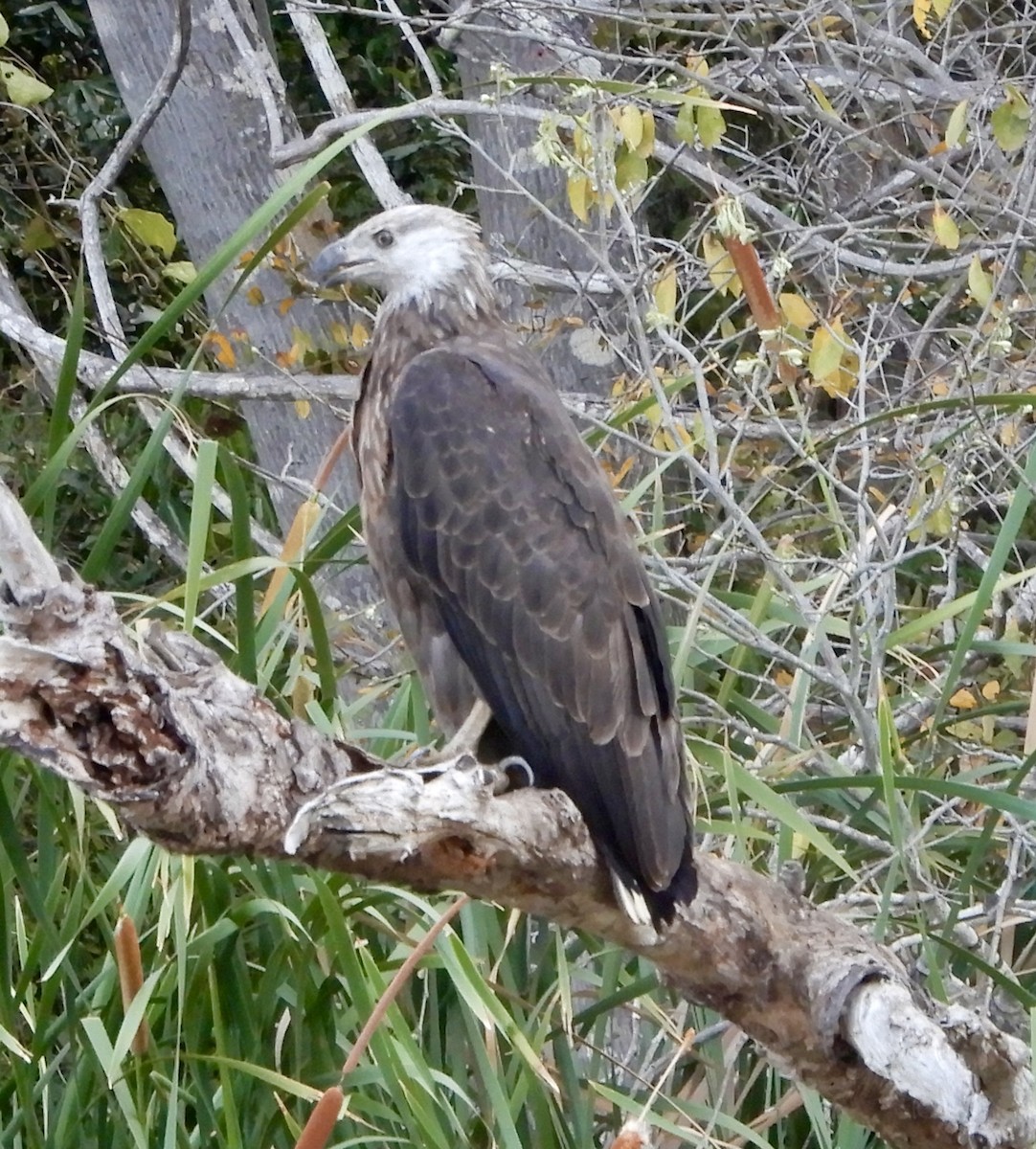 gasserflodørn - ML644099029