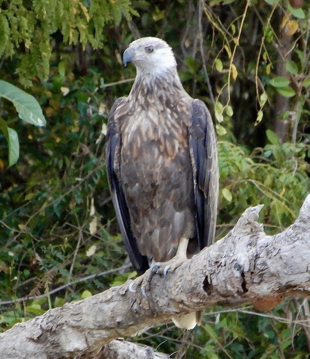 gasserflodørn - ML644099030