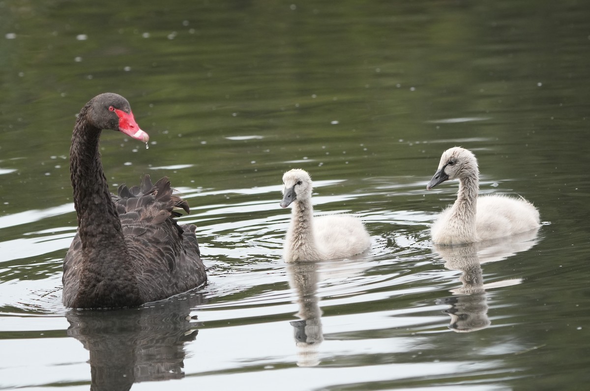 Black Swan - ML644099033