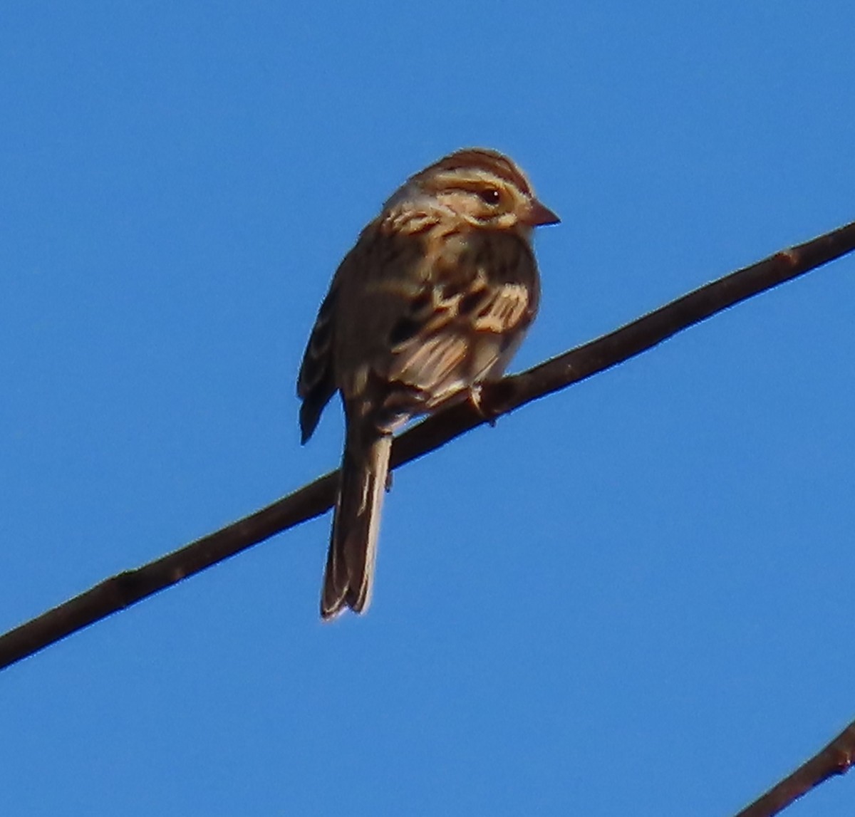 Clay-colored Sparrow - ML644099047