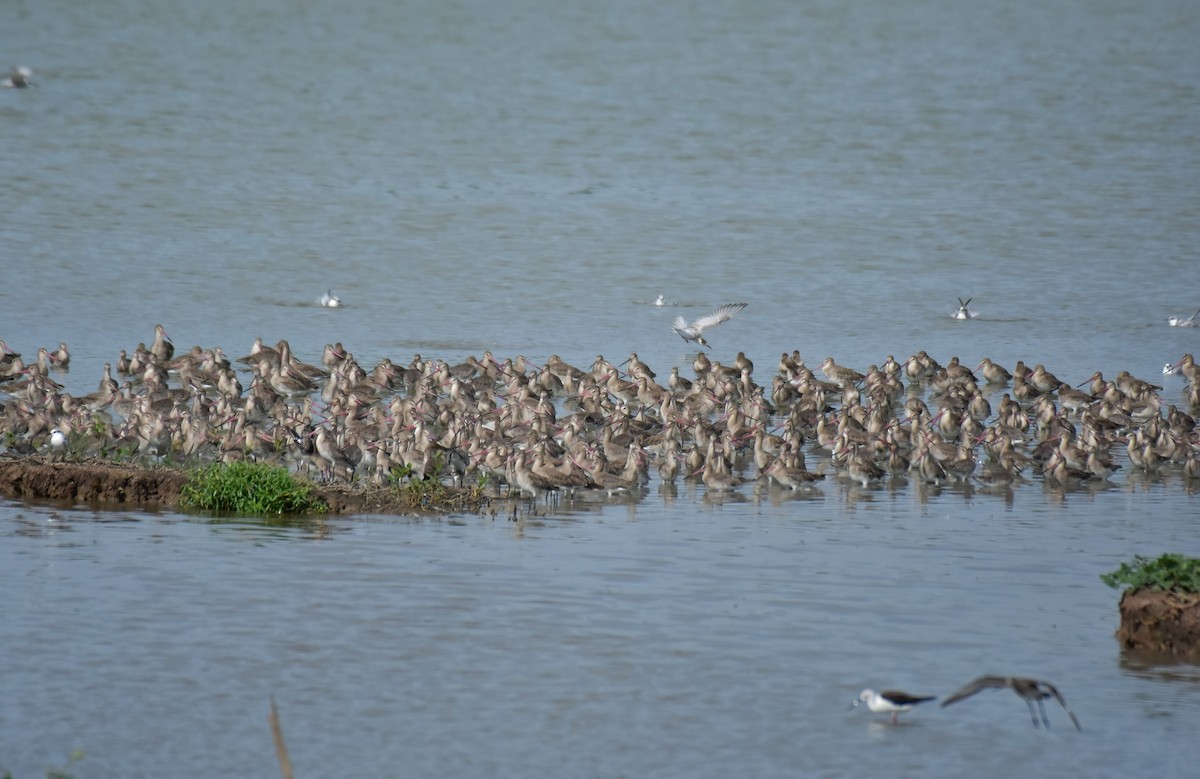 Black-tailed Godwit - ML644099055