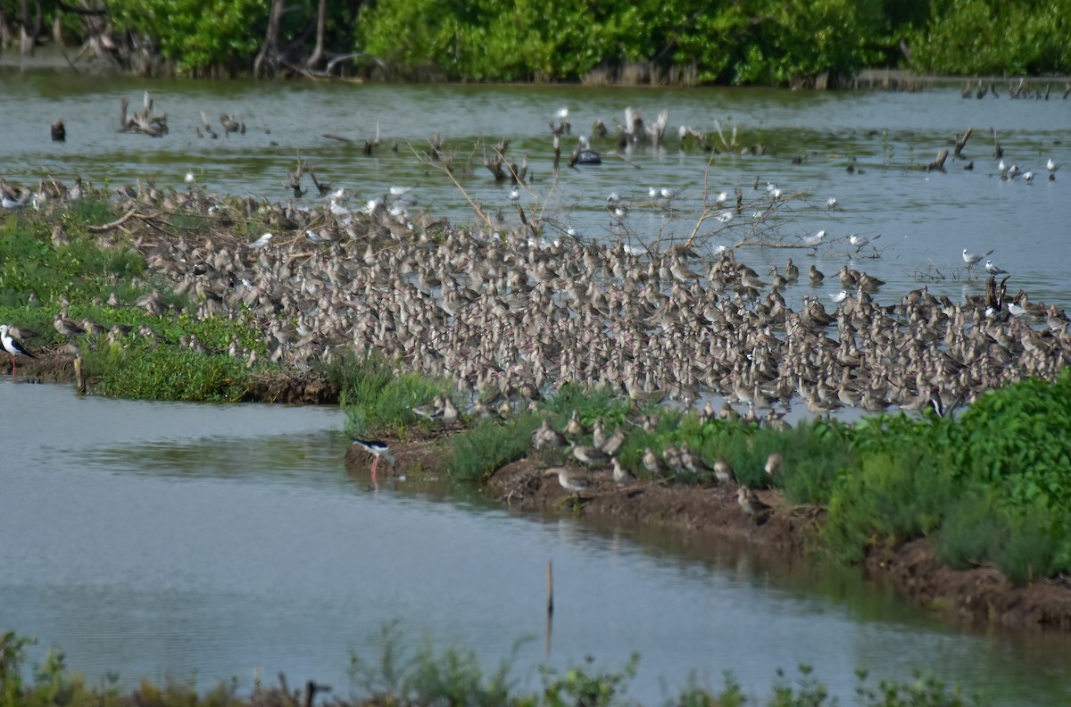 Black-tailed Godwit - ML644099056