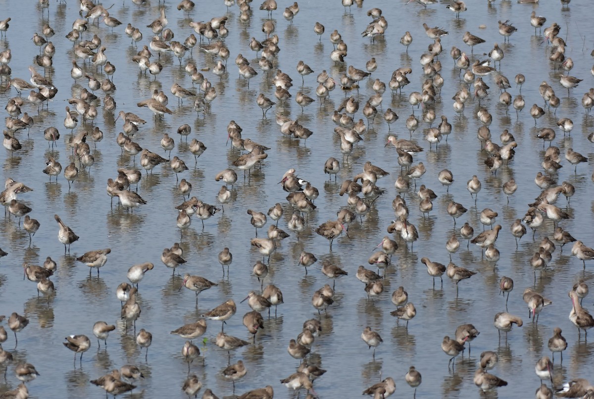 Black-tailed Godwit - ML644099085