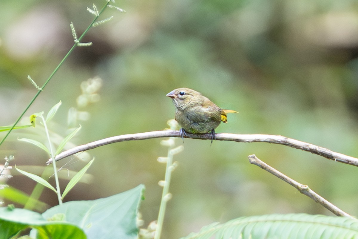 Yellow-faced Grassquit - ML644099090