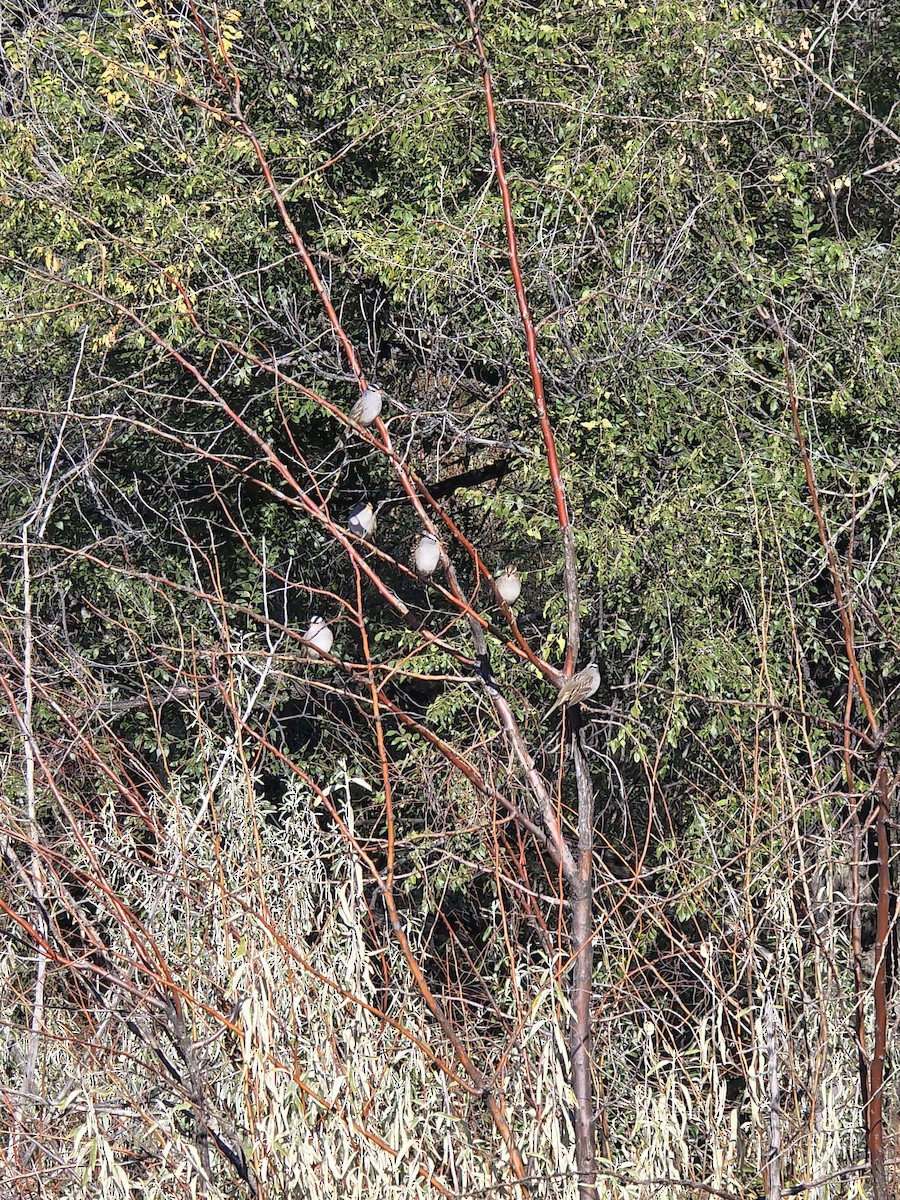 White-crowned Sparrow - ML644099095