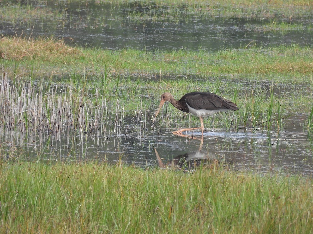 Black Stork - ML644099096
