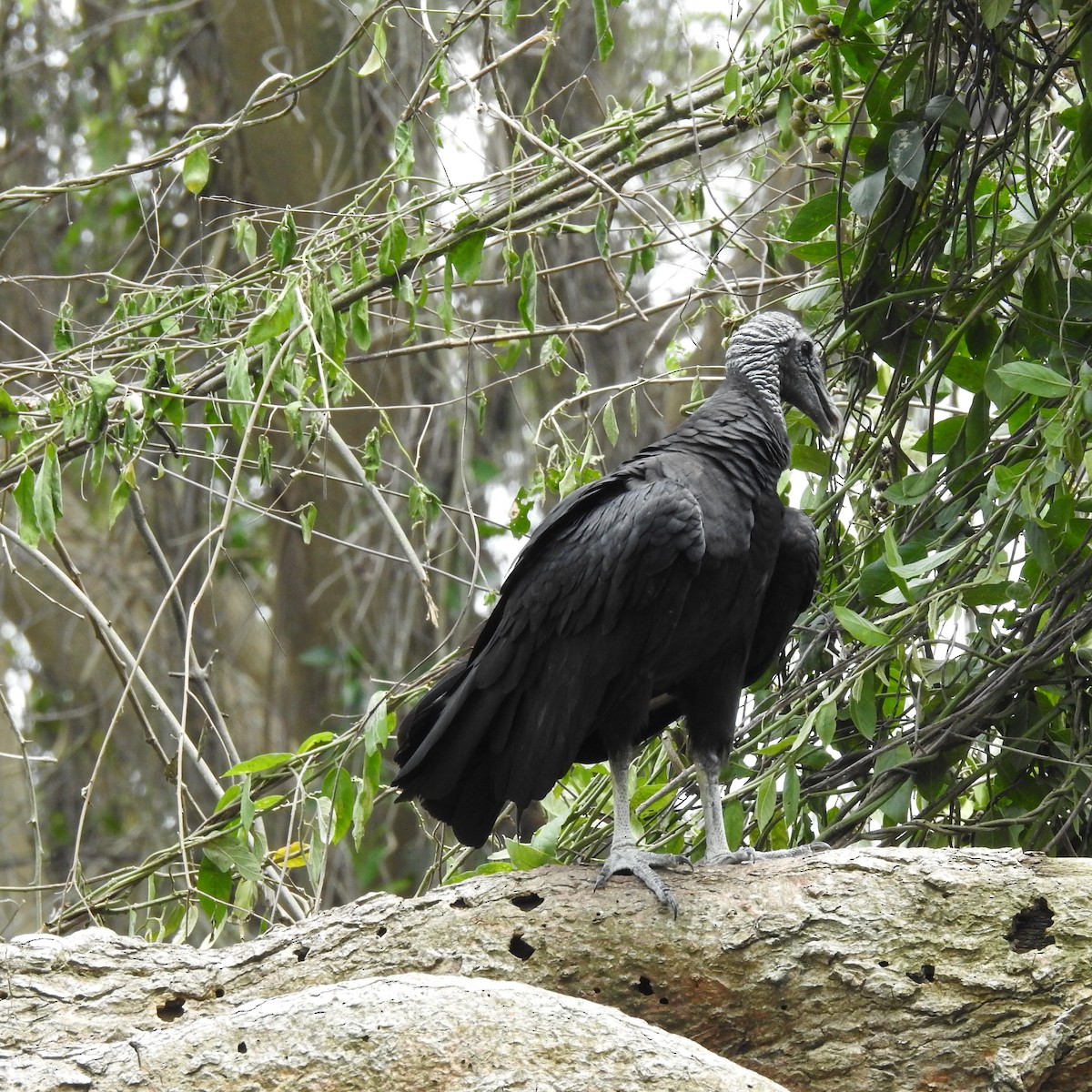 Urubu noir - ML644099100