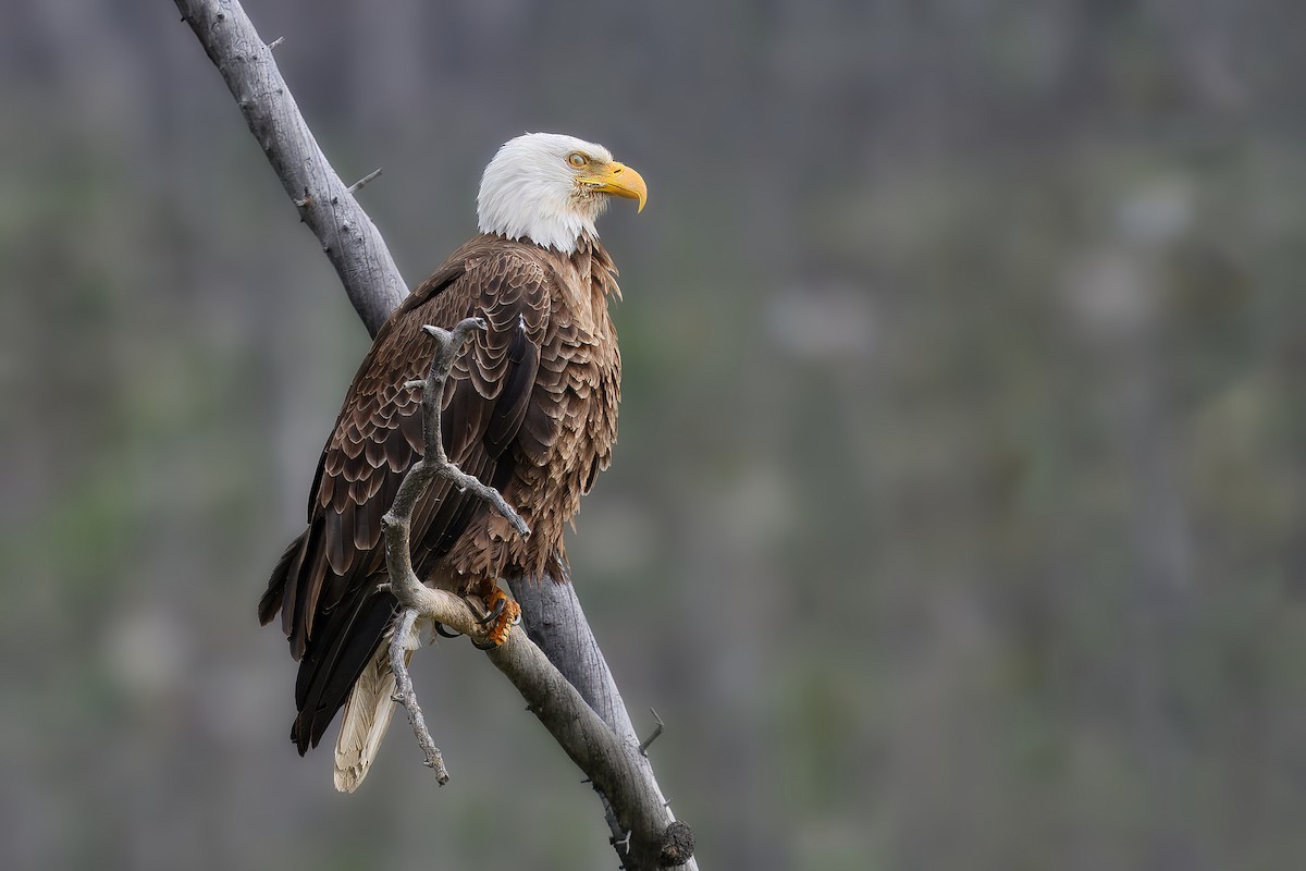 Bald Eagle - ML644099104