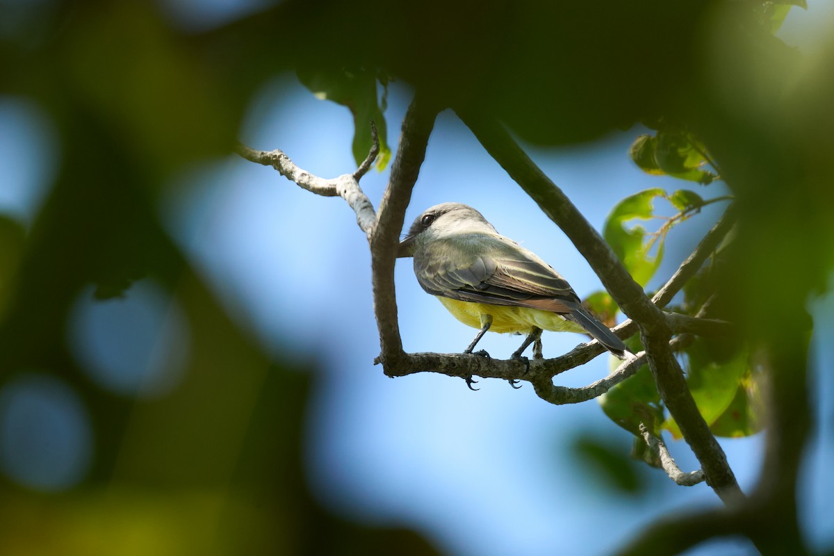 Boat-billed Flycatcher - ML644099105