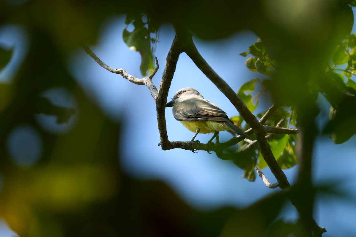 Boat-billed Flycatcher - ML644099106