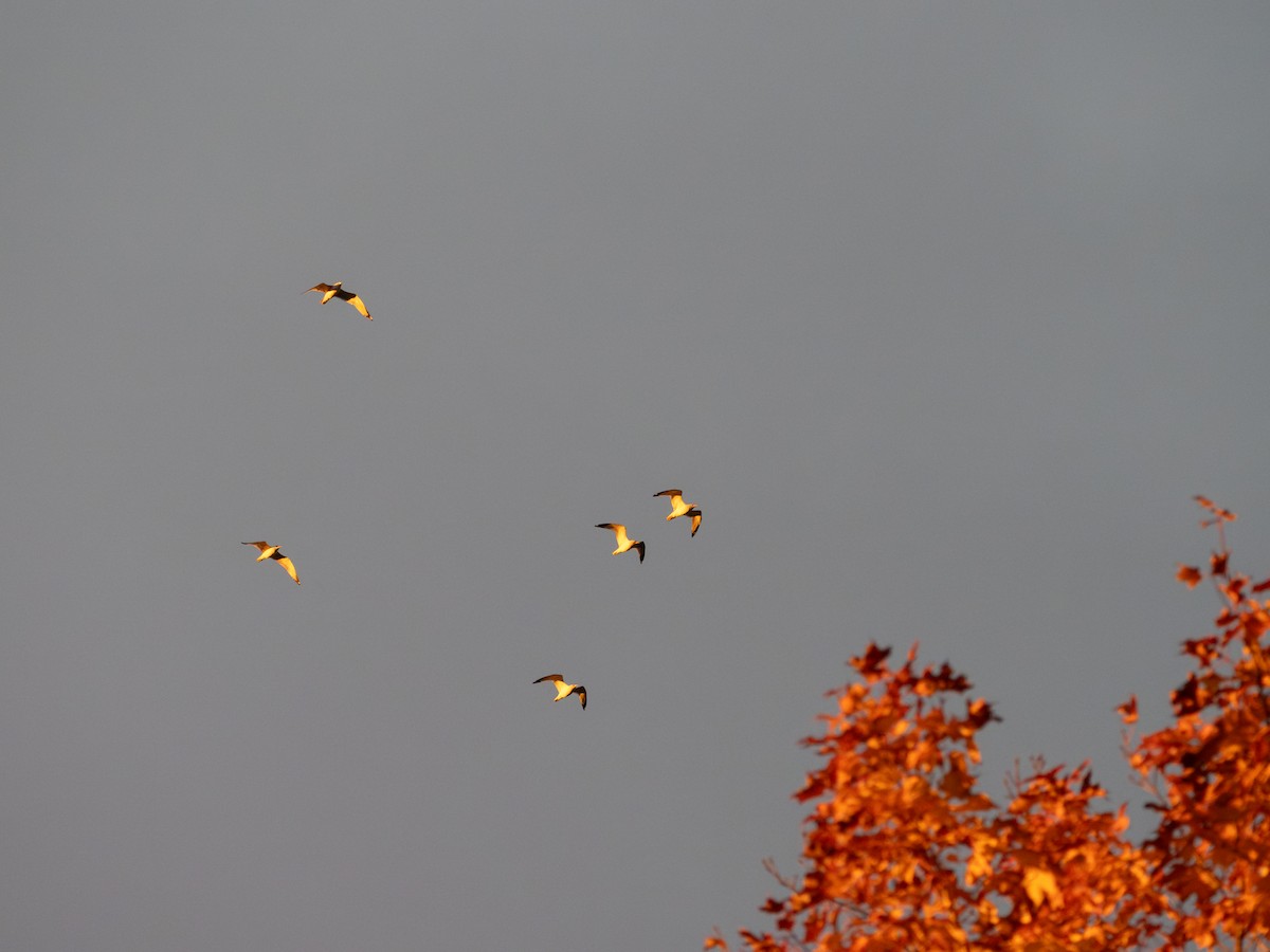 Ring-billed Gull - ML644099117