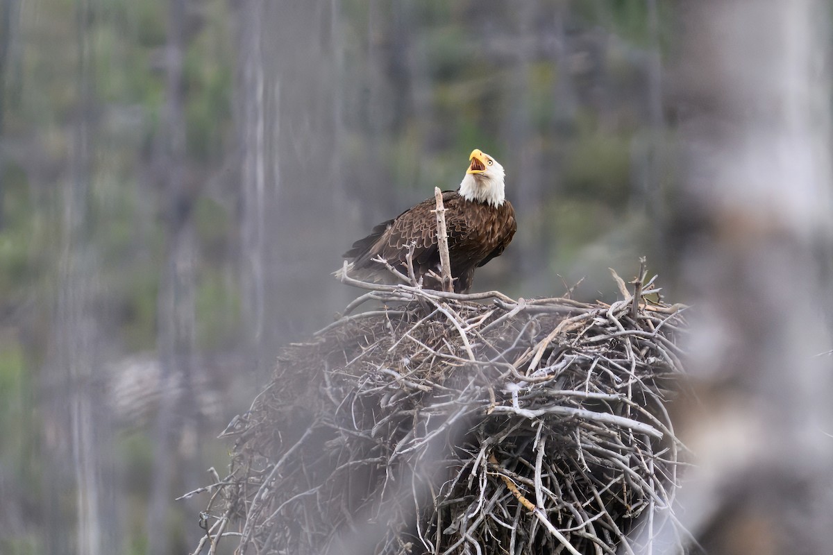 Bald Eagle - ML644099118