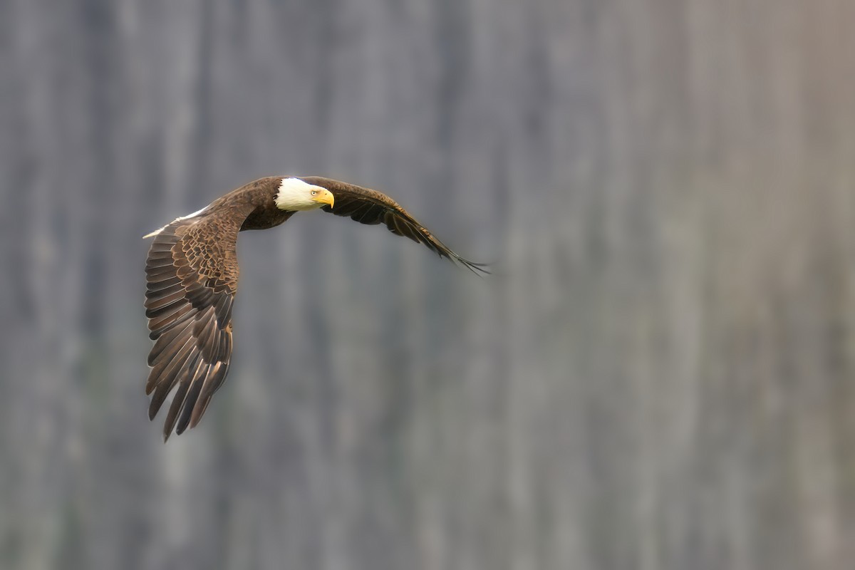 Bald Eagle - ML644099128