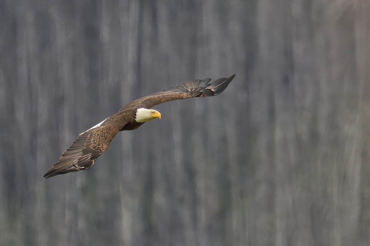 Bald Eagle - ML644099129