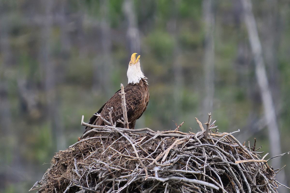 Bald Eagle - ML644099139
