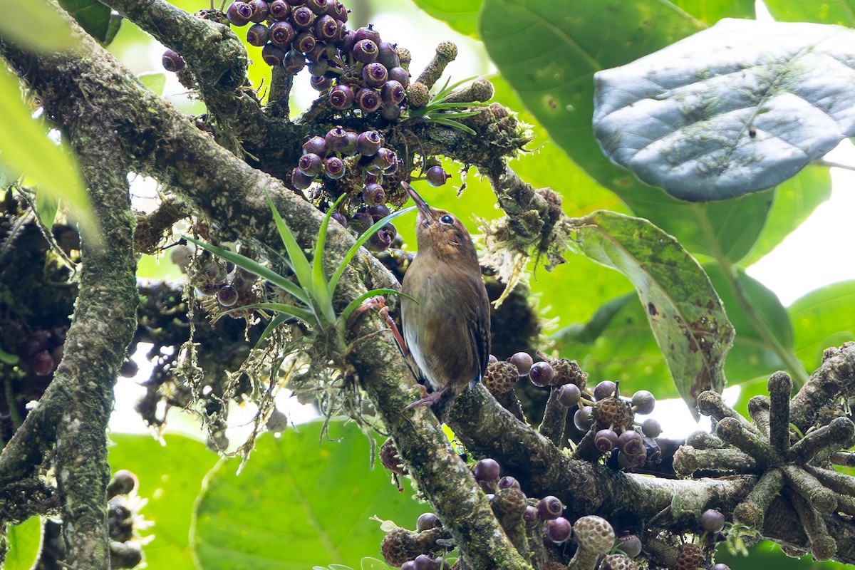 Ochraceous Wren - ML644099140